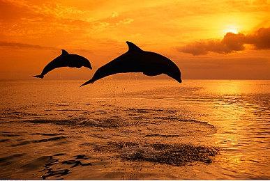 《鬼武者：剑之道》玩法介绍 弹开一闪和化劲等