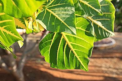 育碧《狂飙》游戏将改编成真人电视剧